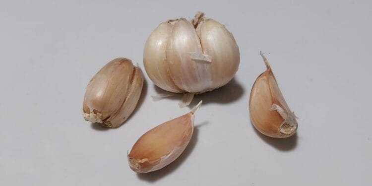Bawang putih/garlic.(istanagaruda.com)