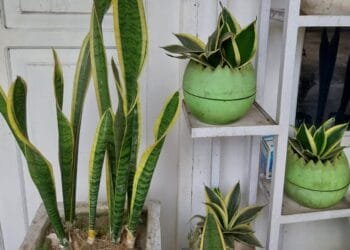 Meningkatkan Kualitas Udara: Ini Manfaat Bunga Lidah Mertua di Rumah Anda