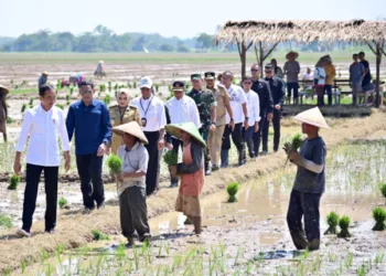 Turun Langsung ke Sawah, Presiden Jokowi Dorong Petani Mulai Menamam Padi