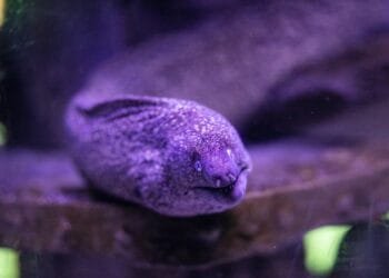 Manfaat Ikan Sidat untuk Kesehatan: Menguak Keajaiban yang Tersembunyi