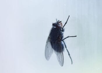 CERITA LUCU: Begini Cara Abunawas Membalas Perbuatan Raja