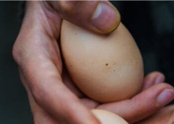 CERITA LUCU: Raja Minta Abu Nawas untuk Bertelur, Bagaimana Caranya?