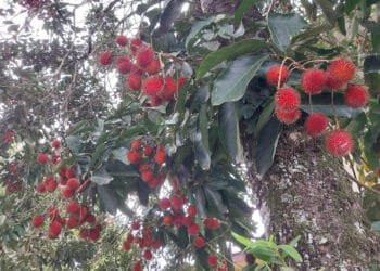 Menjelajahi Kandungan Gizi dan Manfaat Luar Biasa dari Buah Rambutan