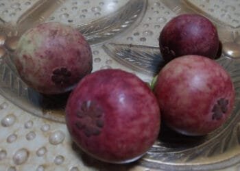 Mengungkap Rahasia Luar Biasa Buah Manggis untuk Kesehatan Tubuh