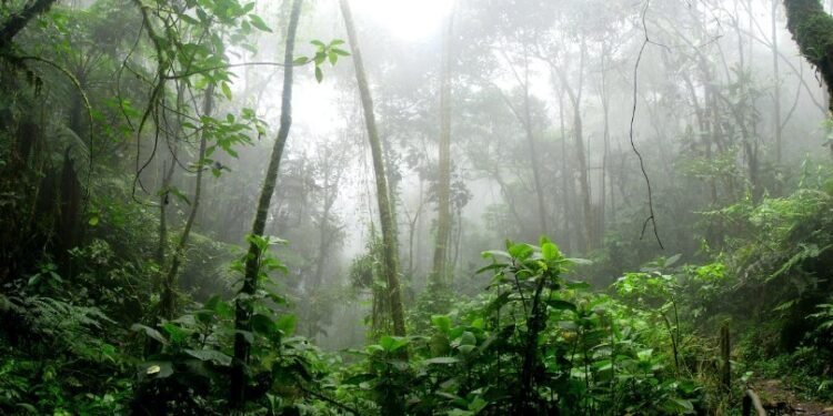 Hujan di hutan.(Pexels.com)