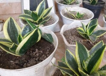 Ini Manfaat Luar Biasa dari Tanaman Hias Lidah Mertua