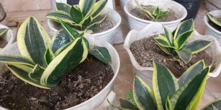 Lidah mertua.(Foto:Pexels.com)