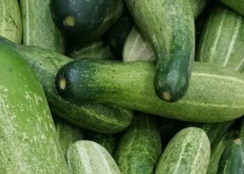 Simak Ragam Manfaat dari Air Rendaman Mentimun untuk Kesehatan Tubuh!