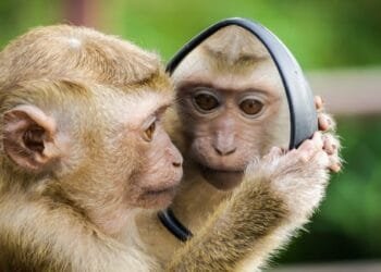 CERITA LUCU: Abu Nawas Mengecoh Monyet