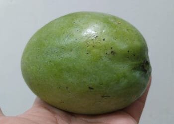 Menyelami Khasiat Luar Biasa Buah Mangga: Manfaat Kesehatan dan Informasi Gizi Terkini