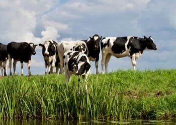 CERITA LUCU: Abu Nawas dan Enam Lembu Pandai Bicara