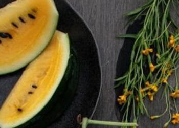 Menghadirkan Varian Semangka untuk Selera yang Lebih Luas