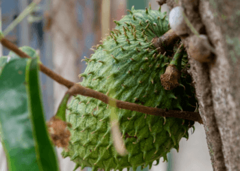 Ini Manfaat Luar Biasa Buah Sirsak, Serta Hasil Penelitian Para Pakar Dunia
