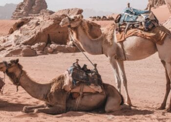 CERITA LUCU: Kisah Abu Nawas dan Telor Unta