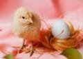 CERITA LUCU Abu Nawas Debat Tentang Ayam Dan Telur