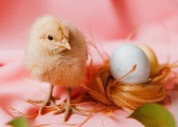 CERITA LUCU Abu Nawas Debat Tentang Ayam Dan Telur