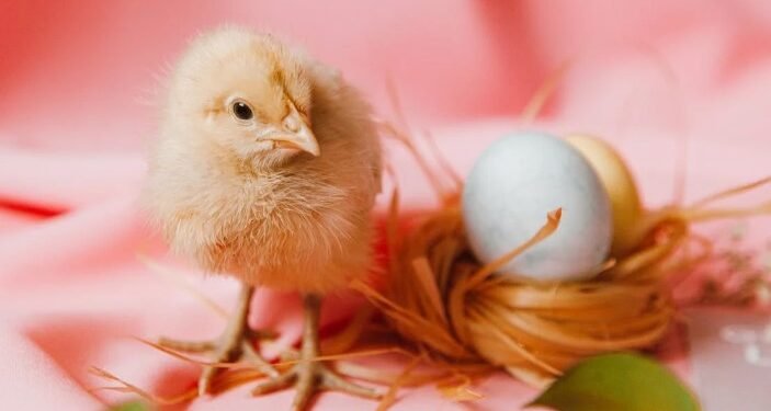 Ilustrasi ayam dan telur.(pexels.com)