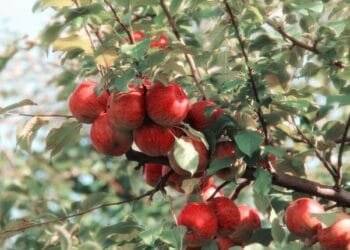 Menyingkap Khasiat Buah Apel untuk Kesehatan Tubuh