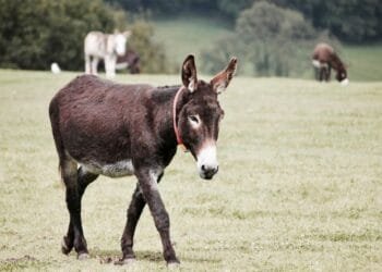 CERITA LUCU: Abu Nawas Mengajari Keledai Membaca