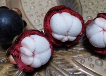 Tips Menyajikan Manggis dalam Menu Harian untuk Kesehatan Optimal