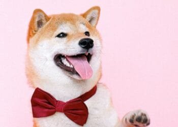 Aktivitas Shibarium Melonjak, Shiba Inu Menguat 40% Dekati $0.00001