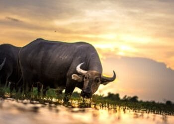 Cadangan ETF Bitcoin Meningkat: Terkumpul Rp148 Triliun Lebih dalam BTC