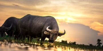 Cadangan ETF Bitcoin Meningkat: Terkumpul Rp148 Triliun Lebih dalam BTC