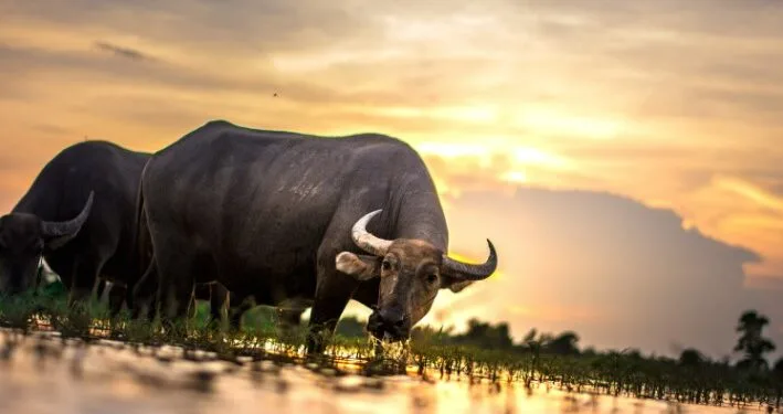 Ilustrasi bullish Bitcoin.(Foto:Pexels.com)