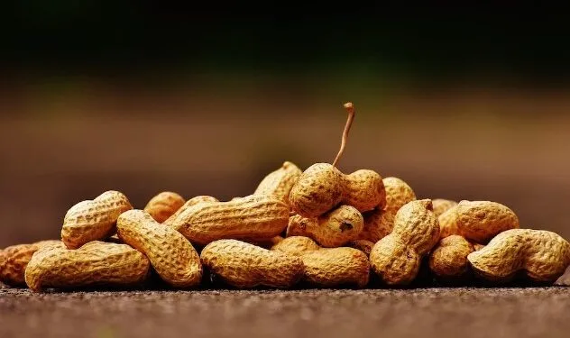 Ilustrasi kacang tanah.(Foto:Pexels)