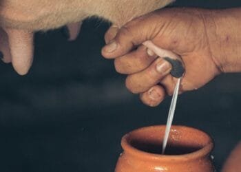 Manfaat Susu Sapi Murni: Mengungkap Kandungan Gizi dan Hasil Penelitian Pakar