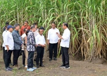 Tanam Tebu di Merauke, Presiden: Upaya Pemerintah Meningkatkan Ketahanan Pangan Nasional