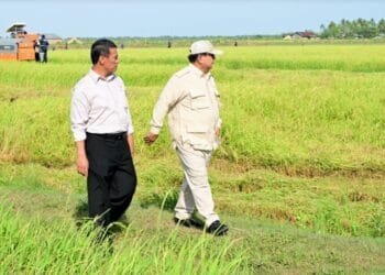 Prabowo Tinjau Panen Padi di Merauke: Petani Papua Selatan Sambut Antusias