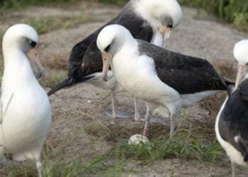 Burung Tertua di Dunia: Wisdom Sang Albatros Berusia 74 Tahun Kembali Bertelur