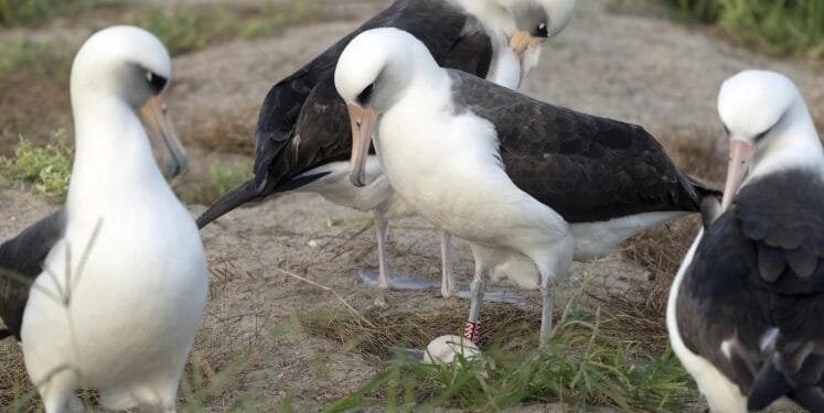 Wisdom Sang Albatros Berusia 74 Tahun Kembali Bertelur.(APNews)