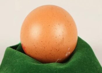 Inilah Telur Ayam Termahal di Dunia: Satu Butir Terjual Hampir Rp4 Juta