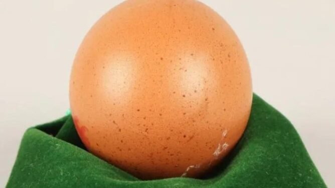 Inilah telur termahal di dunia dihargai hampir Rp4 juta.(Upicom)