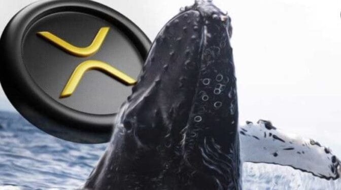Ilustrasi whale XRP.(Coinedition)