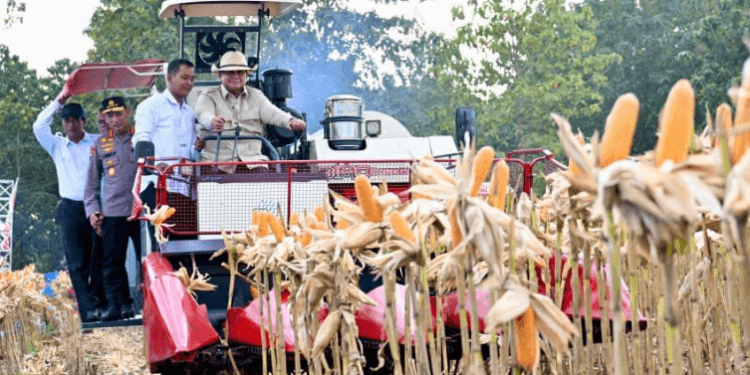 Presiden Prabowo Subianto melakukan kegiatan Panen Raya Jagung Serentak Kuartal II Tahun 2026 yang digelar di Kabupaten Tuban, Jawa Timur, pada Sabtu, 16 Mei 2026.(Presidenri)